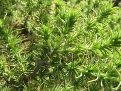 Aspalathus chenopoda