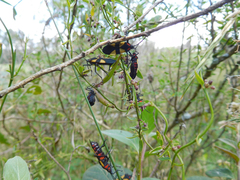 Oncopeltus orourkeae