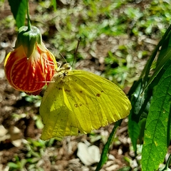 Phoebis neocypris neocypris