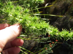 Aspalathus chenopoda