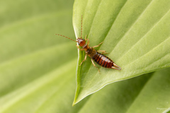 Apterygida albipennis