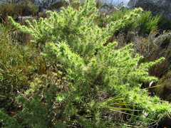 Aspalathus chenopoda