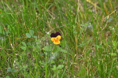 Viola × wittrockiana