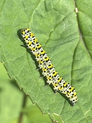 Cucullia scrophulariae