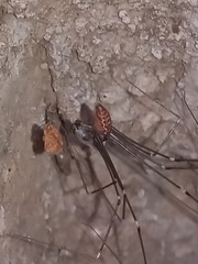 Smeringopus pallidus