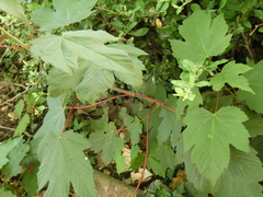 Acer pseudoplatanus