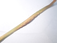 Puccinia komarovii