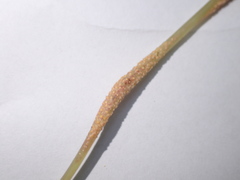 Puccinia komarovii