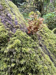 Leucolepis