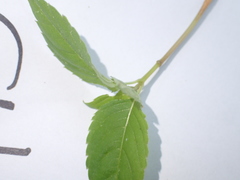 Puccinia komarovii