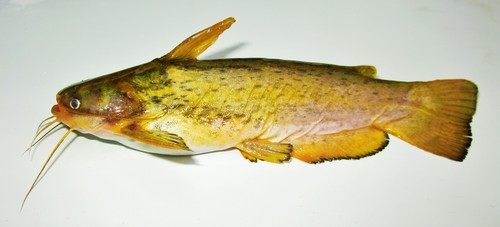 Singing catfish (Trachelyopterus striatulus) — Auchenipteridae
