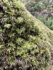 Leucolepis