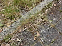 Poaceae