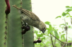 Camarhynchus parvulus