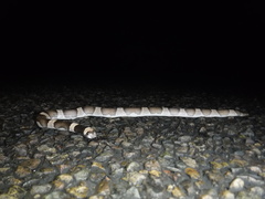 Phyllorhynchus browni