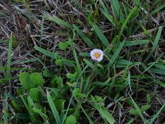 Erigeron procumbens
