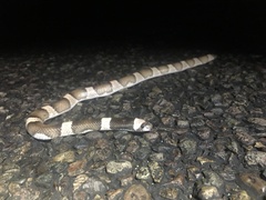 Phyllorhynchus browni