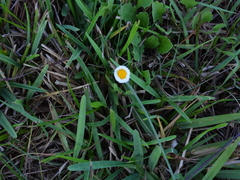 Erigeron procumbens