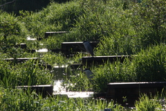 Nycticorax nycticorax