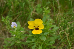 Viola × wittrockiana