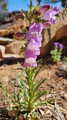 Penstemon jamesii