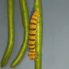 Phoebis philea philea