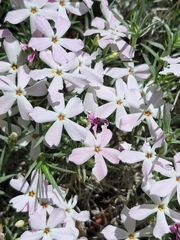 Phlox austromontana