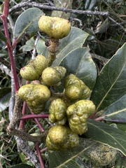 Zanthoxylum melanostictum