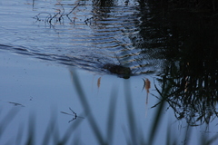Ondatra zibethicus