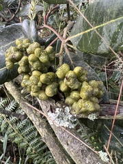 Zanthoxylum melanostictum