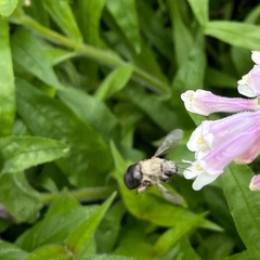 Anthophora abrupta