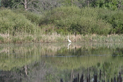 Ardea alba