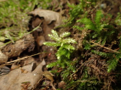Eurhynchium angustirete