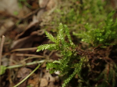 Eurhynchium angustirete