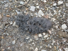 Talpa europaea
