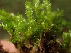Eurhynchium angustirete