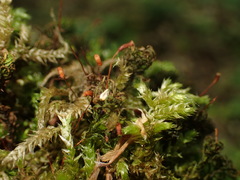 Eurhynchium angustirete