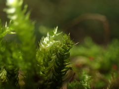 Eurhynchium angustirete