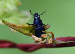 Platycerus depressus