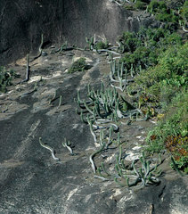 Coleocephalocereus fluminensis