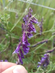 Vicia villosa