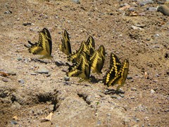 Papilio ornythion ornythion