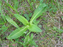 Gentiana cruciata