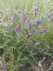 Vicia villosa