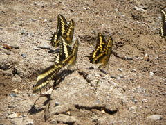 Papilio ornythion ornythion