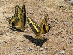 Heraclides ornythion