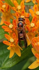 Euodynerus pratensis