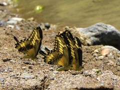 Papilio ornythion ornythion