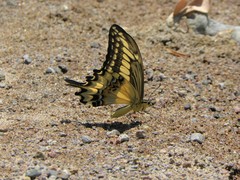 Papilio ornythion ornythion