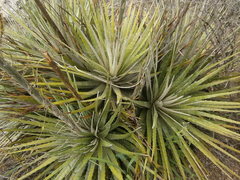 Hechtia pringlei